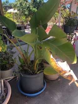 White bird of paradise