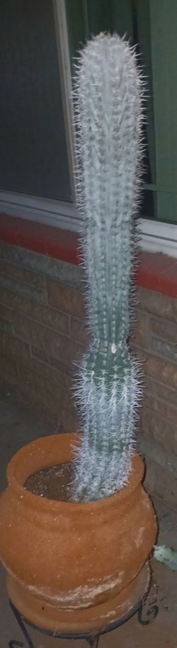 OLD MAN CACTUS