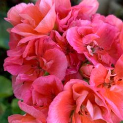 Geranio / Malva/ Mide 30” Pulgadas 