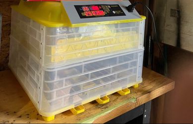 Incubator