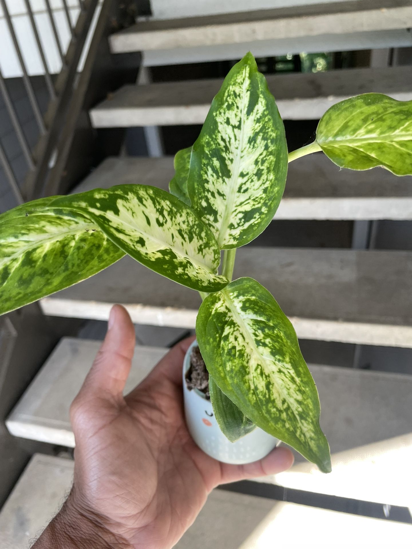 Dieffenbachia “Amy” | Low Light Tolerant | Air Purifying | This Lil’ Baby Grows Up To 6’ Feet Tall