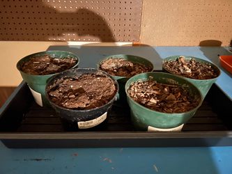 Planter tray with round planters