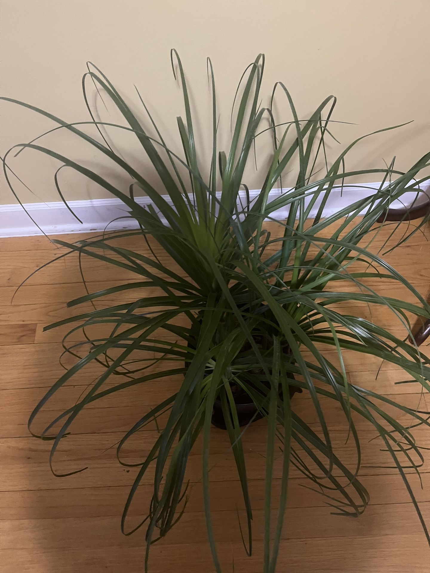 Ponytail Palm Plant in 10” Pot