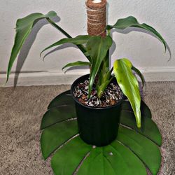 Monstera burle marx flame