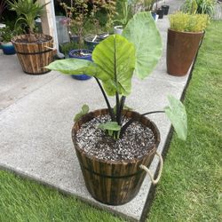 Astounding Alocasia In Gorgeous Wooden Planter 