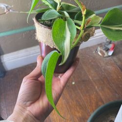 Silver Splash Philodendron Live Plant