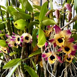 Big Pot Dendrobium Nobile / Sunray Gatton Orchid Fragrant Lan Dendro 