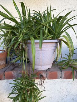 Spider Plant $10