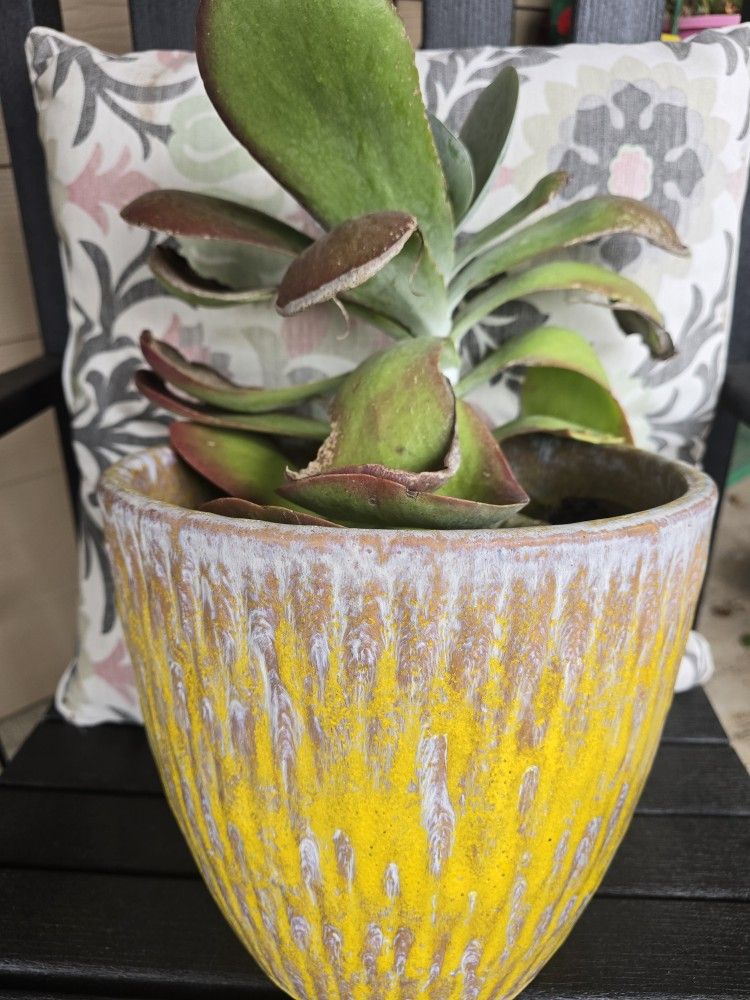 Extra Large Succulent Plant $30 Obo