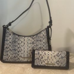 Brahmin 