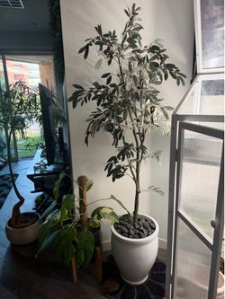 Olive tree