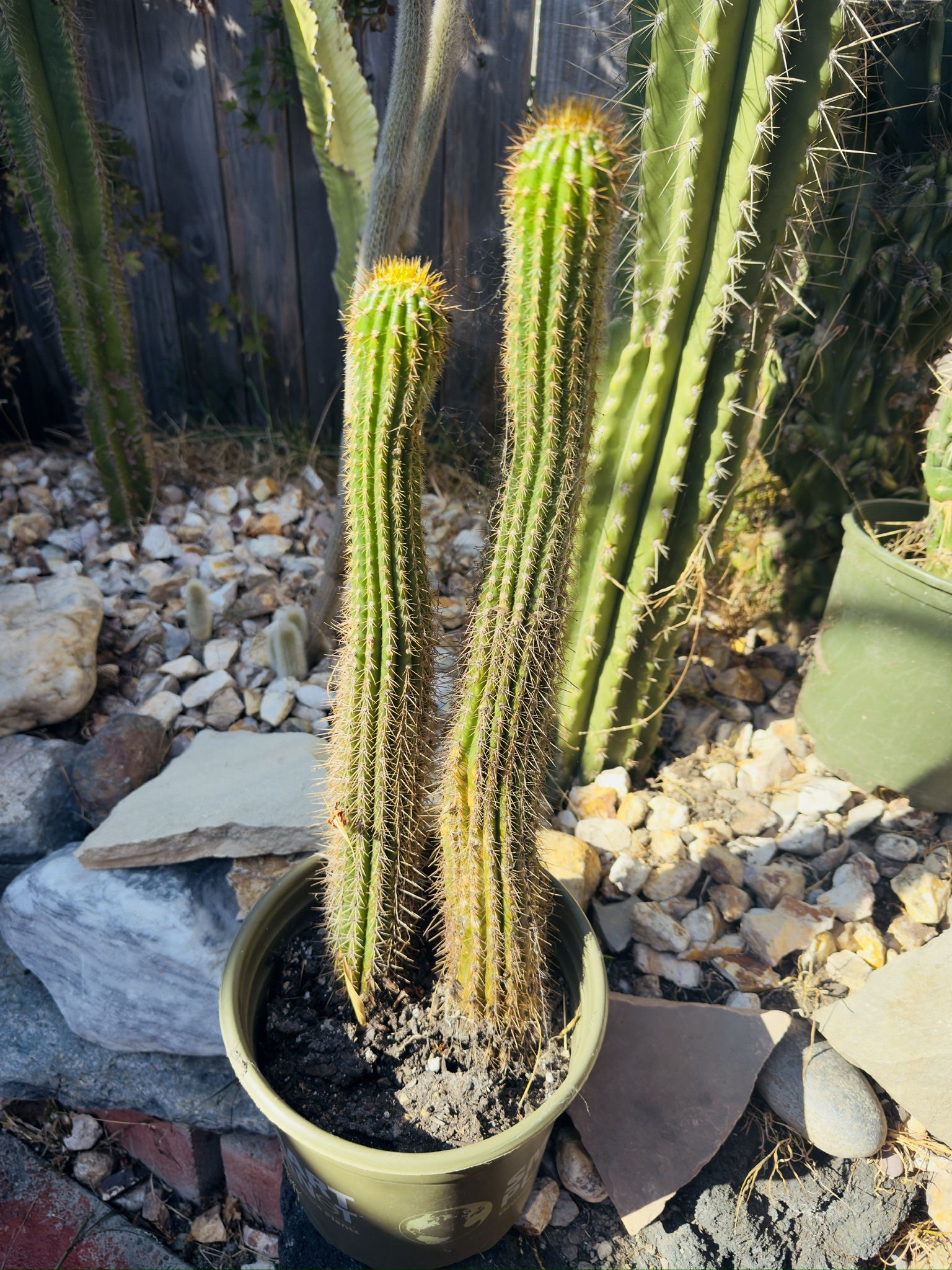 Cactus