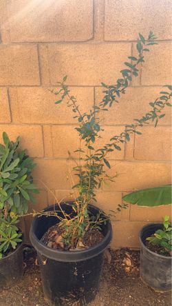 Pomegranate tree