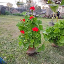 geraniums Flower Plant