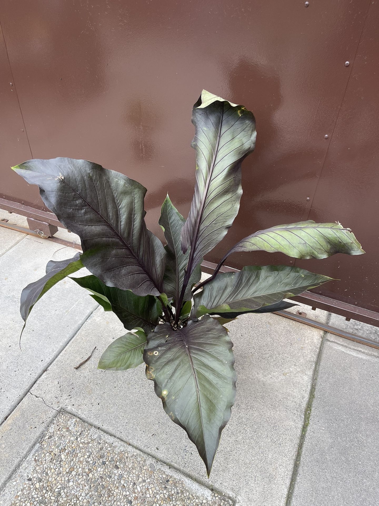 8” anthurium black dragon