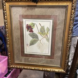 Framed Antique Botanical Art Print
