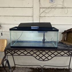 Fish Tank 