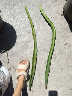 Organic Two Red Meat Dragon Fruits Cuttings