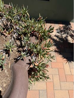 FREE Rooted Succulent Ice-plant