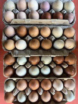 Organic Farm Fresh Eggs $9 Per Dozen
