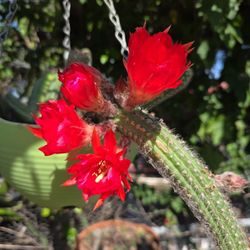 Cactus Cacauate