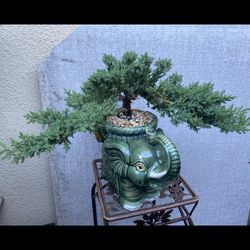 Bonsai Japanese Garden Juniper Planted In An Elephant Pot $120 Firm