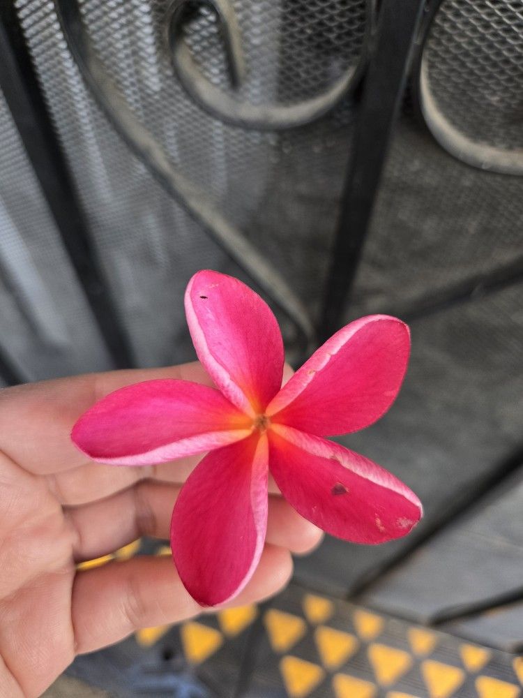 Cutting plumeria pink