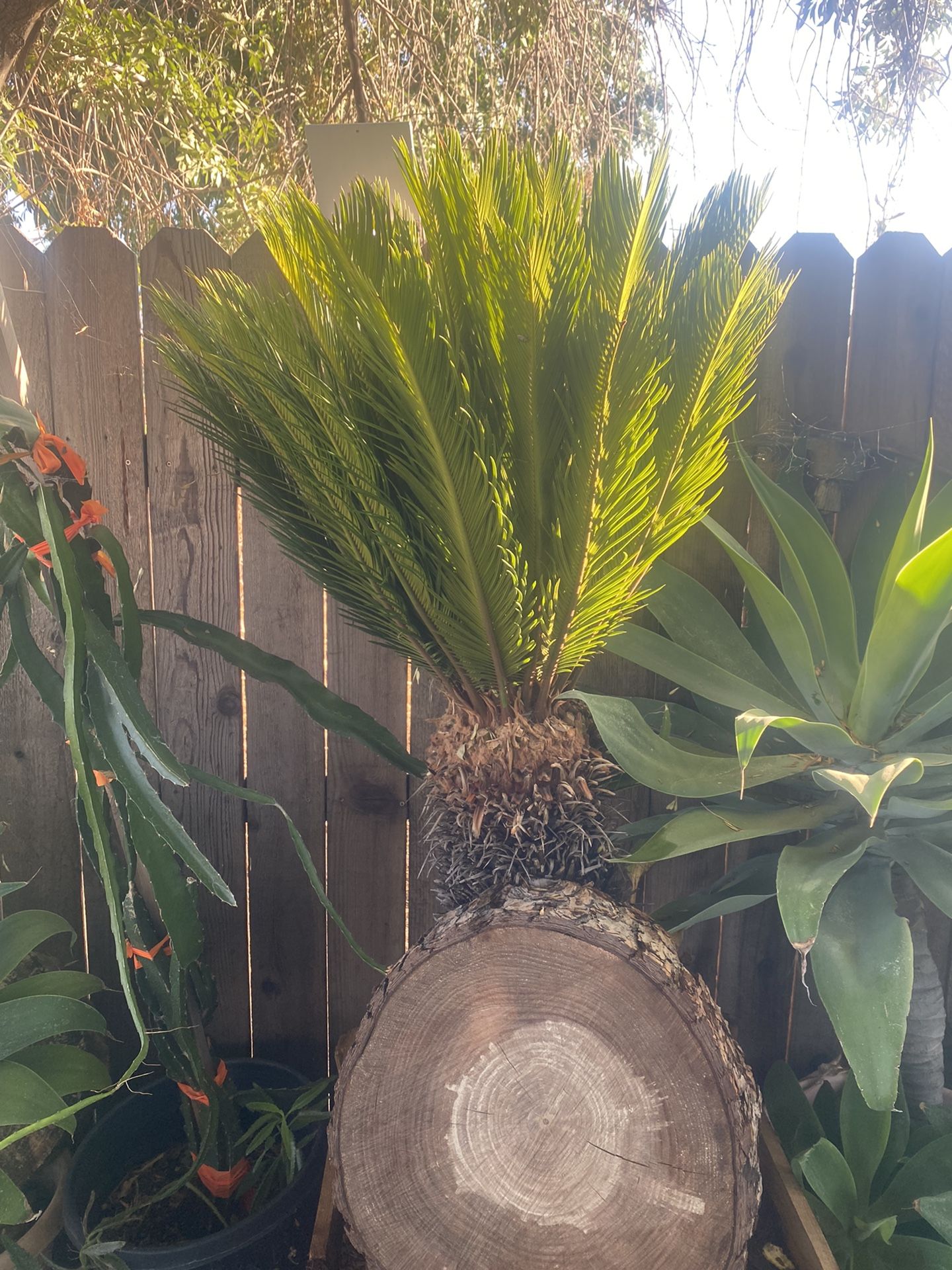 Sago Palm Each One 300