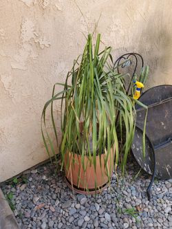 Free to good home plants and planters