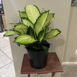 Large And Vibrant Dieffenbachia Plant
