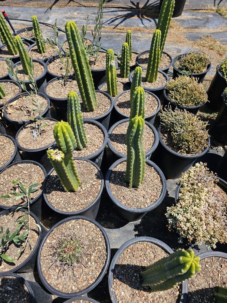 San Pedro Cactus
