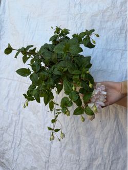 6” Fucshia plant marshmallow big flower