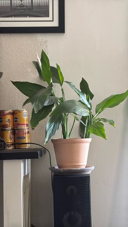 Lily Flower Plant