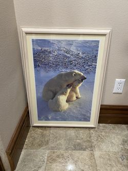 Bears Cuadro 