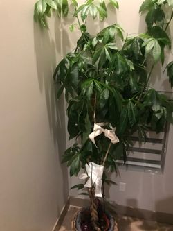 Money tree