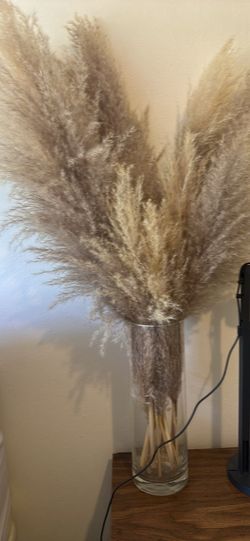 Pampas Grass