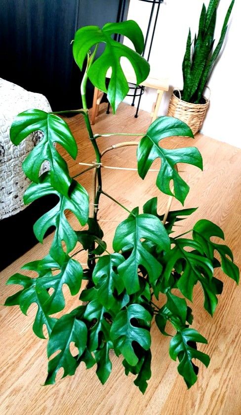 Lush Rare Tetrasperma rhaphidophora mini Monstera Plant/ House Plant/ Indoor Plant Flower Patio Garden