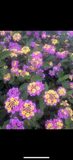 Lantana camara plant, pink and yellow colours flowers of the Lantana