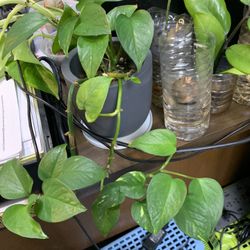 Golden Pothos Plant
