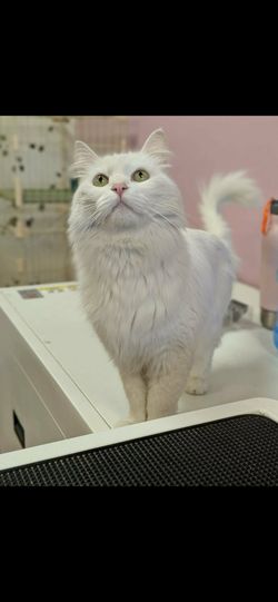 FREE  ..  ALL WHITE CAT