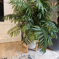 Palm Indoor Plant