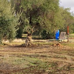 Olive Tree 