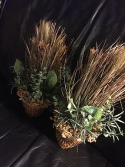 Small decor plants