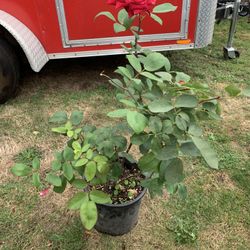 Outdoor rose