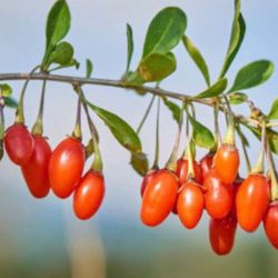Wolfberry Berry Goji Berry Seedling Live Plant Tree (Lycium barbarum) - Lycium 1 Gallon 