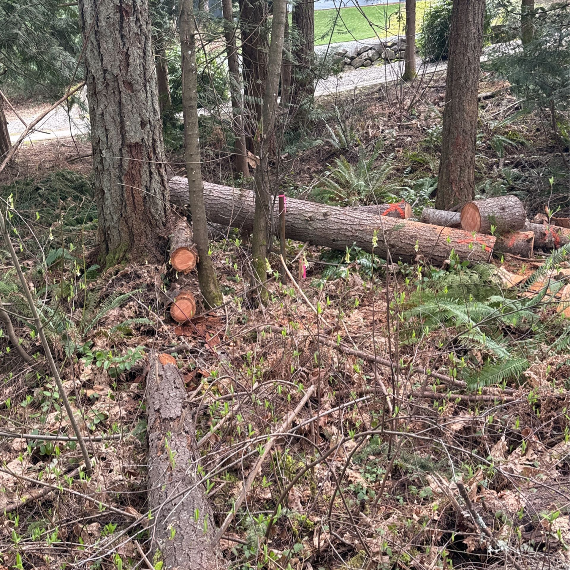 Firewood