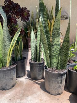 Snake plants buy one get one 50% Off !!!