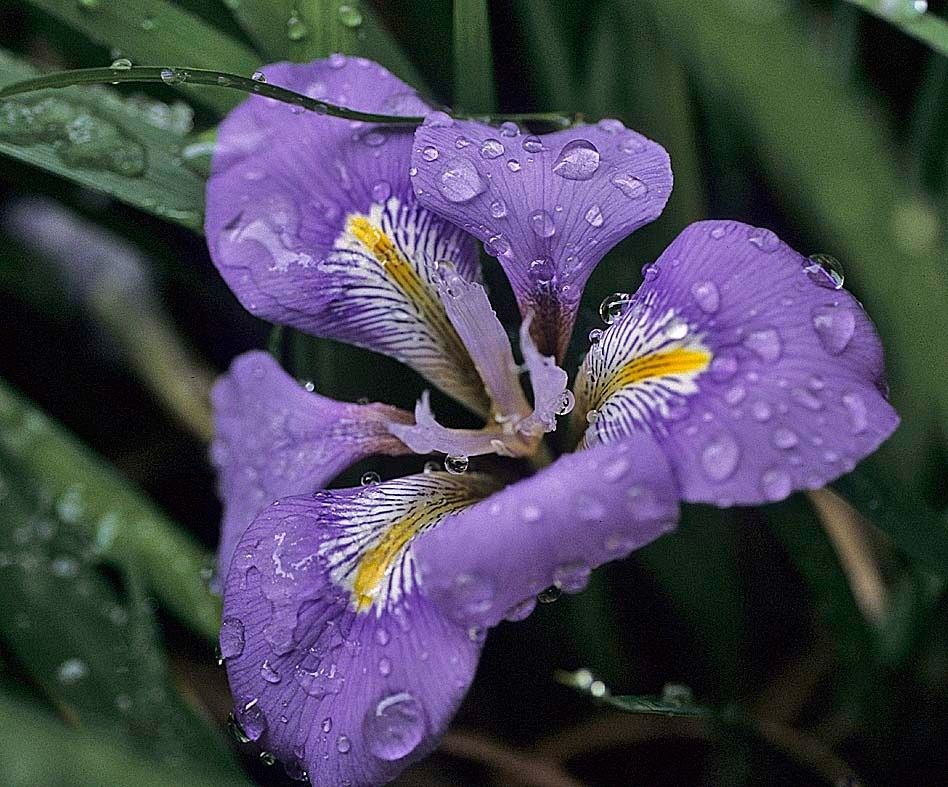 Regina Iris Plant in 3 gal