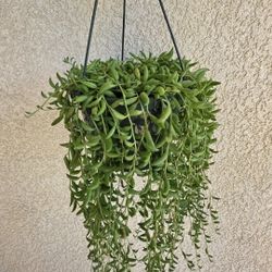 🍌String Of Banana Plant 🪴 