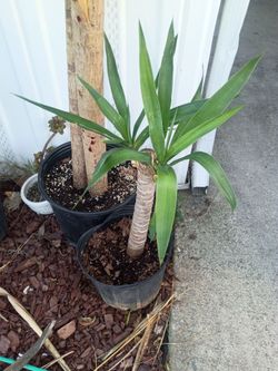 Plant Dracaena fragrans (cornstalk dracaena)